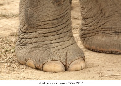 Foot Of Elephant