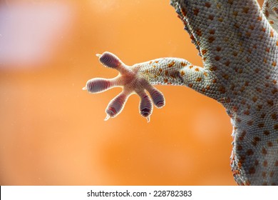 Foot Of Gecko