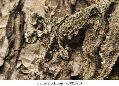 Foot Of A Gecko Uroplatus Sikorae, Showing Remarkable Capacity Of Camouflage, Madagascar