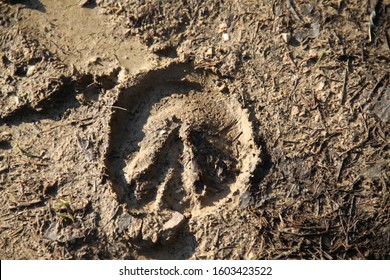 Foot Horse Print In The Mud