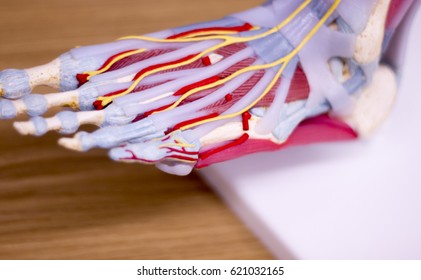 11,868 Anatomy foot Stock Photos, Images & Photography | Shutterstock