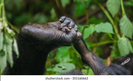 A Foot Of Mountain Gorillas. Close-up. Uganda. Bwindi Impenetrable Forest National Park. 