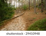 Foot path through the forest