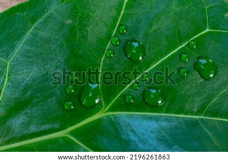 Foot prints made with water droplets on a leaf texture. Carbon foot print concept.