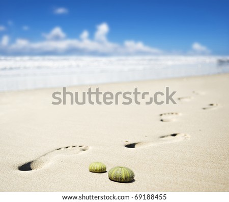Foot prints on a sandy beach with the focus on the empty shells of two sea urchins