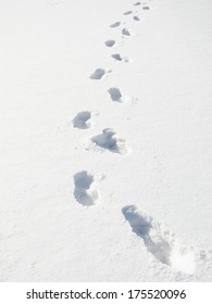 Foot Prints Walking In Smooth White Snow.