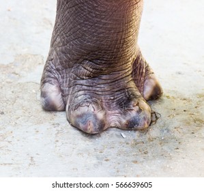 Foot Rhino