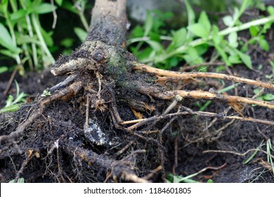 Foot And Root Rot Which Fungus Is Causing The Problem,lime Tree