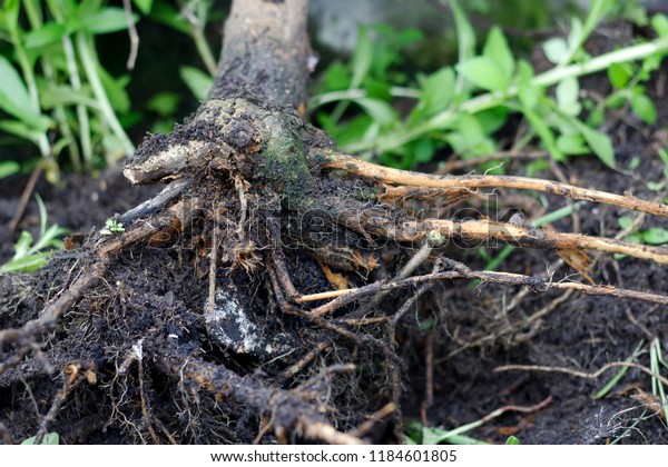 foot and root rot which fungus is causing the\
problem,lime tree