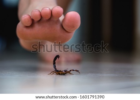 Foot stepping on a scorpion, poisonous animal care. Scorpion epidemic indoors. Scorpion sting concept.