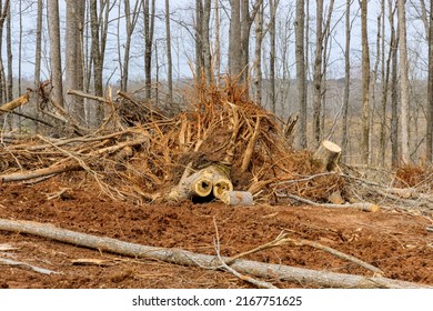 Foot Stump Roots Of Trees Which Were Cut Down The Land Clearing For Work Development New Residential Subdivision