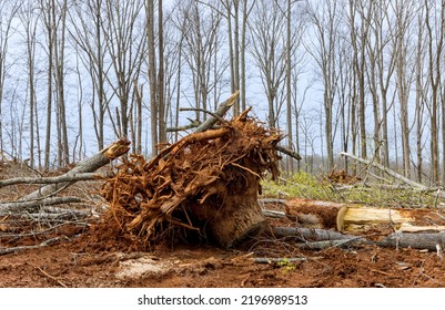 Foot Stump Roots Of Trees Which Were Cut Down The Land Clearing For Work Development New Residential Subdivision