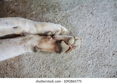 Foot Thai Dog Lying On Ground Stock Photo 1092865775 | Shutterstock