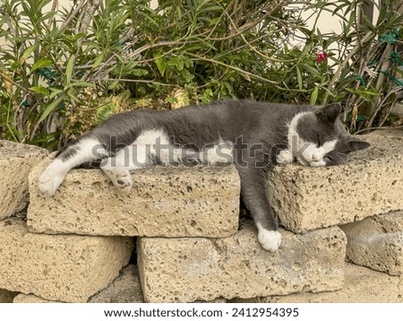 Footage of a cute gray cat peacefully sleeping on a sunlit garden wall, embodying tranquility and contentment.