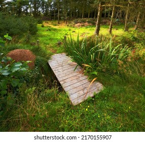 Footbridge To The Forest. A Footbridge In A Lush Green Forest.