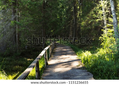Footbridge Path Leading Deeper into the Forest, Moody Photo, on a Sunny Summer Day
