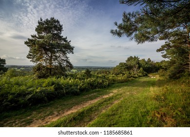 Footpath In Ashdown Forest