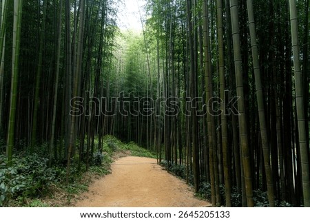footpath in the bamboo forest