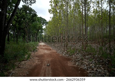 Footpath between young teak (Tectona grandis) forest and Mahogany, Swietenia macrophylla forest in Gunung Kidul, Yogyakarta, Indonesia.
