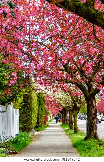 a footpath in the city with a\
blooming red cherry blossom and trees with white flowers. A guy and\
a girl are walking away, cars are driving down the\
street