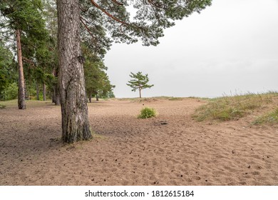 Footpath in damp pine forest