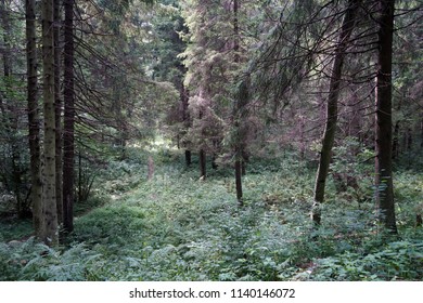 Footpath in the dense forest