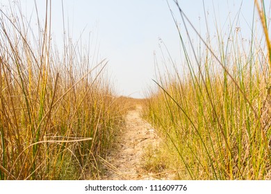 Footpath In Dry Grass Field In The Afternoon