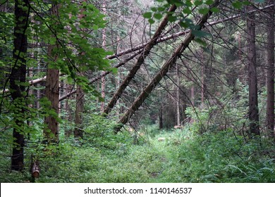 Footpath and fallen trees in the forest