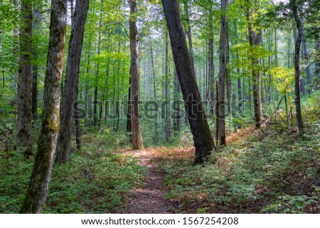 A footpath in the forest with the sun shining through the trees, Great Smoky Mountains National Park, Tennessee