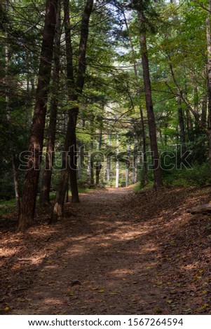 A footpath in the forest with the sun shining through the trees, Great Smoky Mountains National Park, Tennessee