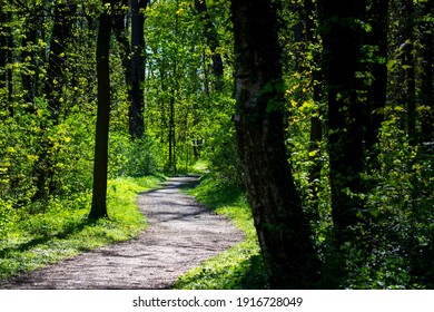 Footpath going through the green forest. Sun shining in forest.