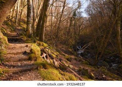 the footpath going through the torrent walk near Dolgellau with moss on the steep banks and surrounded by trees 