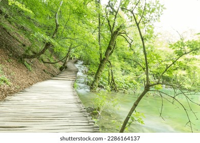 footpath in the green forest