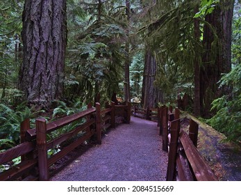 Footpath leading through old forest with big Douglas fir trees (Pseudotsuga menziesii) at Cathedral Grove in MacMillan Provincial Park, Vancouver Island, Canada on rainy day in autumn season.