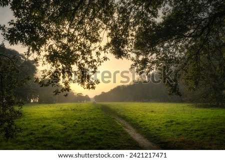 Footpath and meadow surrounded by majestic oak trees illuminated by sunlight at sunset in st Annes Park, Dublin, Ireland