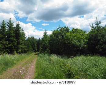 footpath in the spring assorted forest