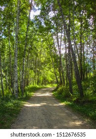 
Footpath In The Spring Birchwood. Hiking Path In The Summer Birch Forest With Trees Bending Above The Path And Thus Forming A Tunnel. Summer Forest Trail Landscape In The National Natural Park.						