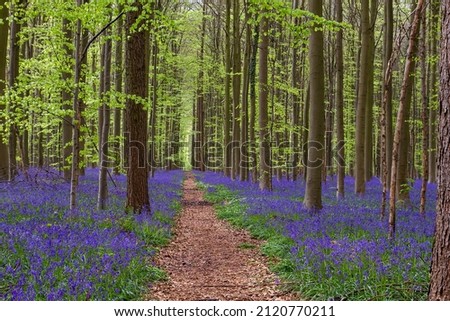 Footpath in springtime beech  trees(Fagus sylvatica) forest with blossoming bluebells (Hyacinthoides non-scropta) blue purple flowers carpet
