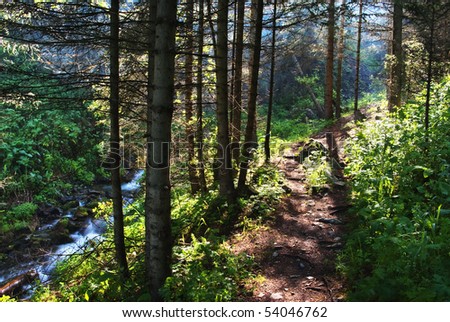Footpath in summer pine forest