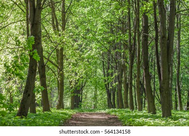 Footpath in a summer sunny forest, beautiful landscape