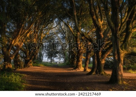 Footpath surrounded by majestic oak trees illuminated by sunlight at sunset in st Annes Park, Dublin, Ireland