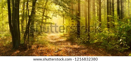 Footpath through Enchanted Forest in Autumn, Morning Fog illuminated by Sunlight