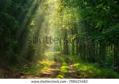 Footpath through Forest illuminated by Sunbeams through Fog