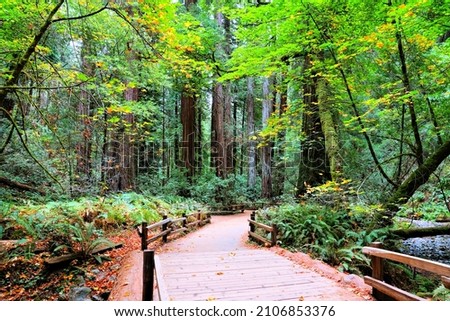Footpath through the giant redwood trees of Muir Woods National Monument, California, USA
