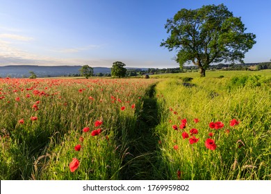 Footpath through a grassy green field in rural England, dotted with beautiful blooming red poppies, an English countryside photograph taken in the Peak District National Park,  Derbyshire, England - Shutterstock ID 1769959802