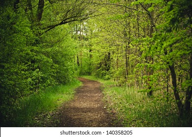 Footpath through the green forest in spring