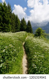 Footpath through meadow flowers in full bloom on the hills around Col de la Forclaz France