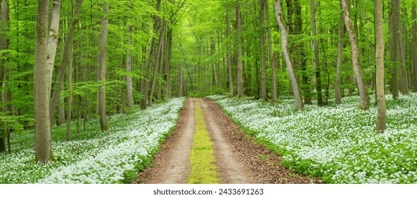 Footpath through Natural Green Forest of Beech Trees in Spring, Wild Garlic in Bloom, Hainich National Park, Germany - Powered by Shutterstock