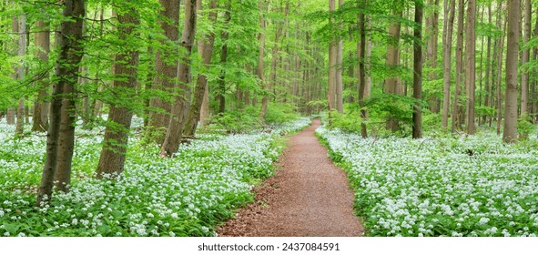 Footpath through Natural Green Forest of Beech Trees in Spring, Wild Garlic in Bloom, Hainich National Park, Germany - Powered by Shutterstock