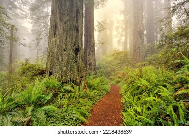 Footpath Through Redwood Trees And Pacific Rhododendron In Fog, Redwood National Park, California, Damnation Trail.